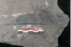 Foto (Detailansicht) von Neuropteris sp.  (NHMW-GEO-2024-0188-10687)